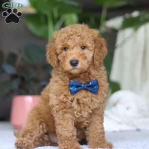 Chief, Goldendoodle Puppy